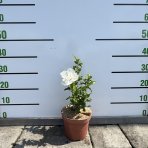 Ibištek sýrsky (Hibiscus syriacus) ´WHITE CHIFFON´® - výška 40-60 cm, kont. C3L